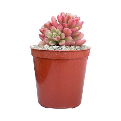 Sedum 'Joyce Tulloch' variegata