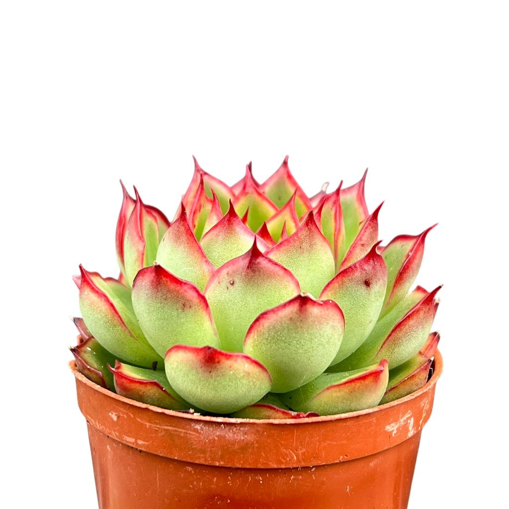 Echeveria 'Firefly'