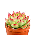 Echeveria 'Firefly'