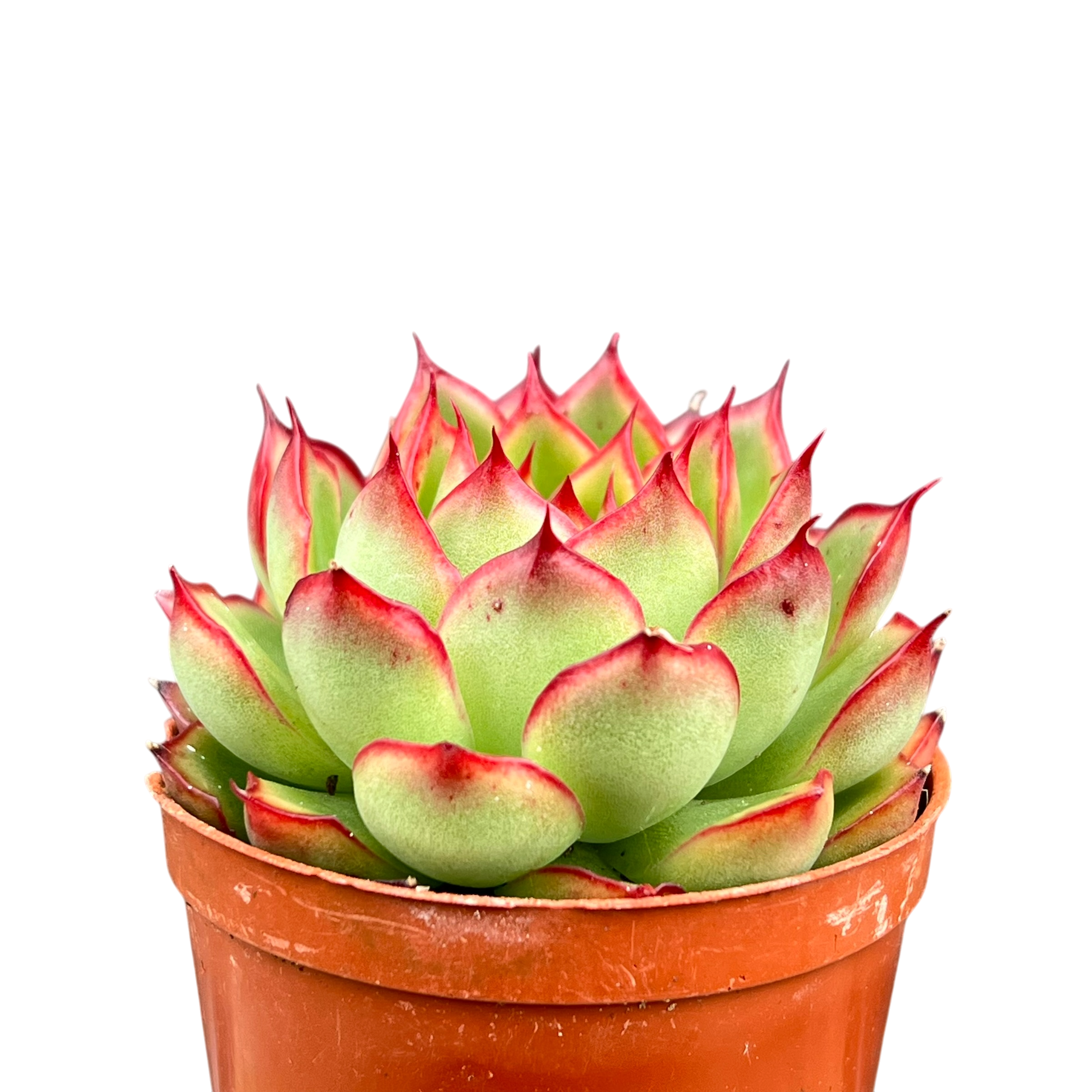 Echeveria 'Firefly'
