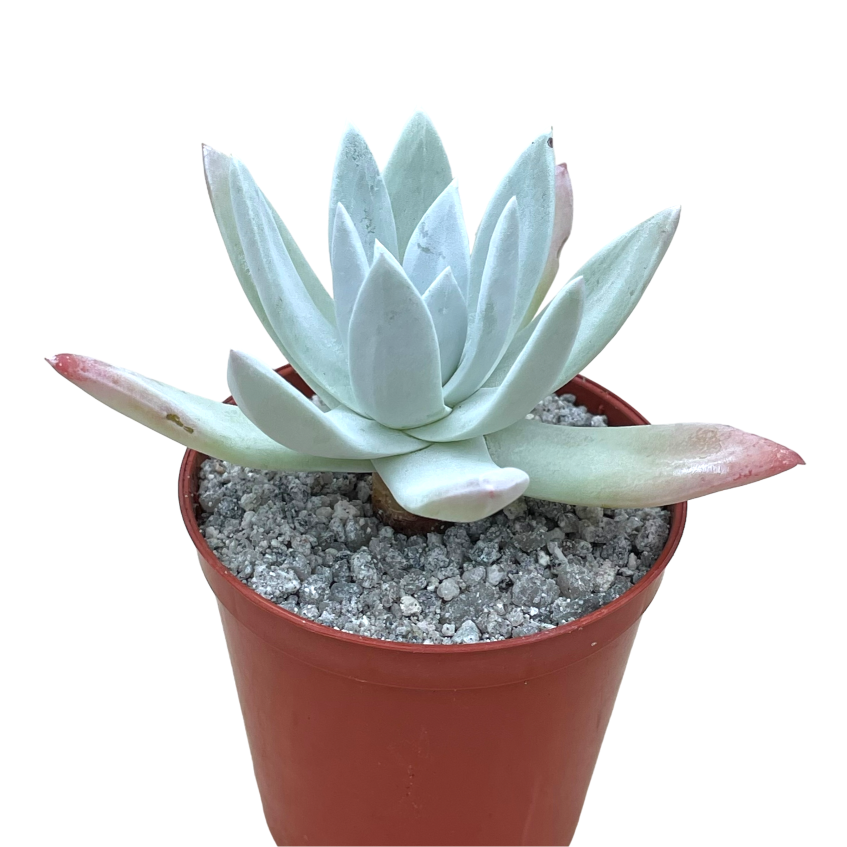 Dudleya greenei