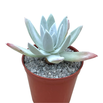 Dudleya greenei