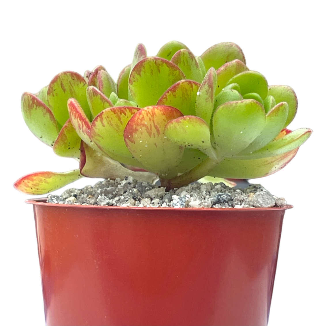 Aeonium x loartei