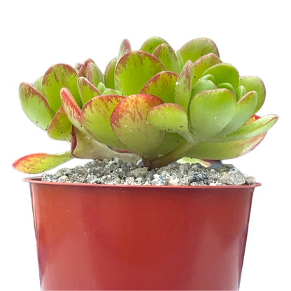 Aeonium x loartei