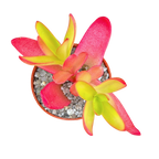 Crassula capitella 'Campfire'