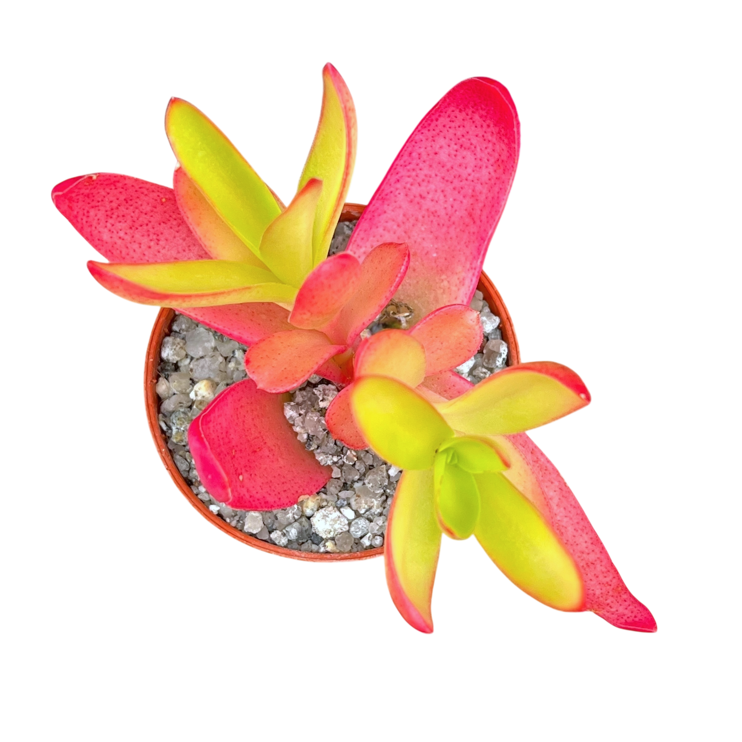 Crassula capitella 'Campfire'