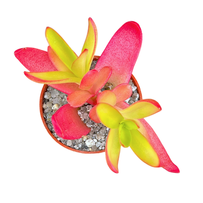 Crassula capitella 'Campfire'