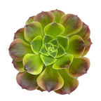 Aeonium 'Green Lemon'