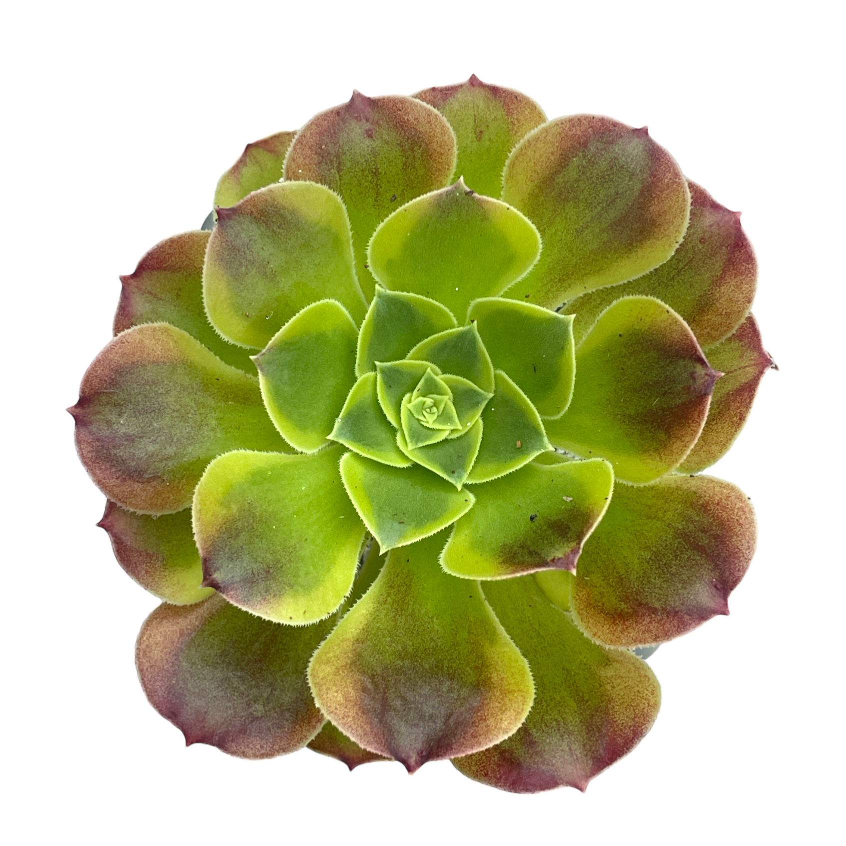 Aeonium 'Green Lemon'