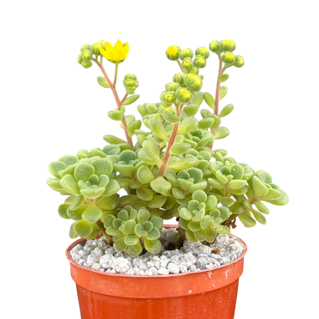 Aichryson bethencourtianum Bolle