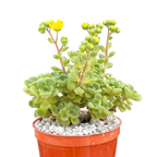 Aichryson bethencourtianum Bolle