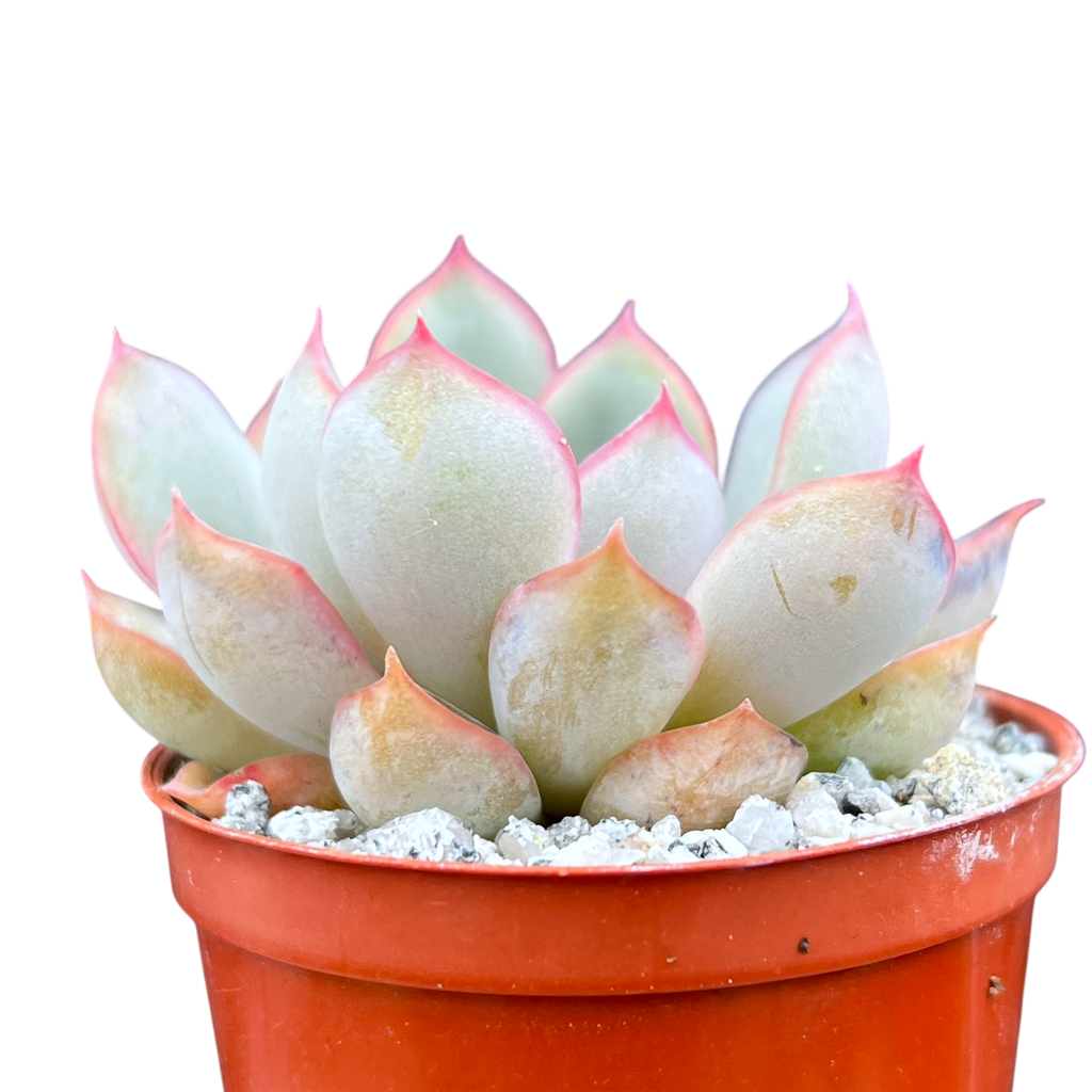Echeveria 'Hercules'