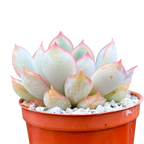 Echeveria 'Hercules'