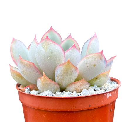 Echeveria 'Hercules'