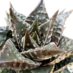 Haworthia limifolia