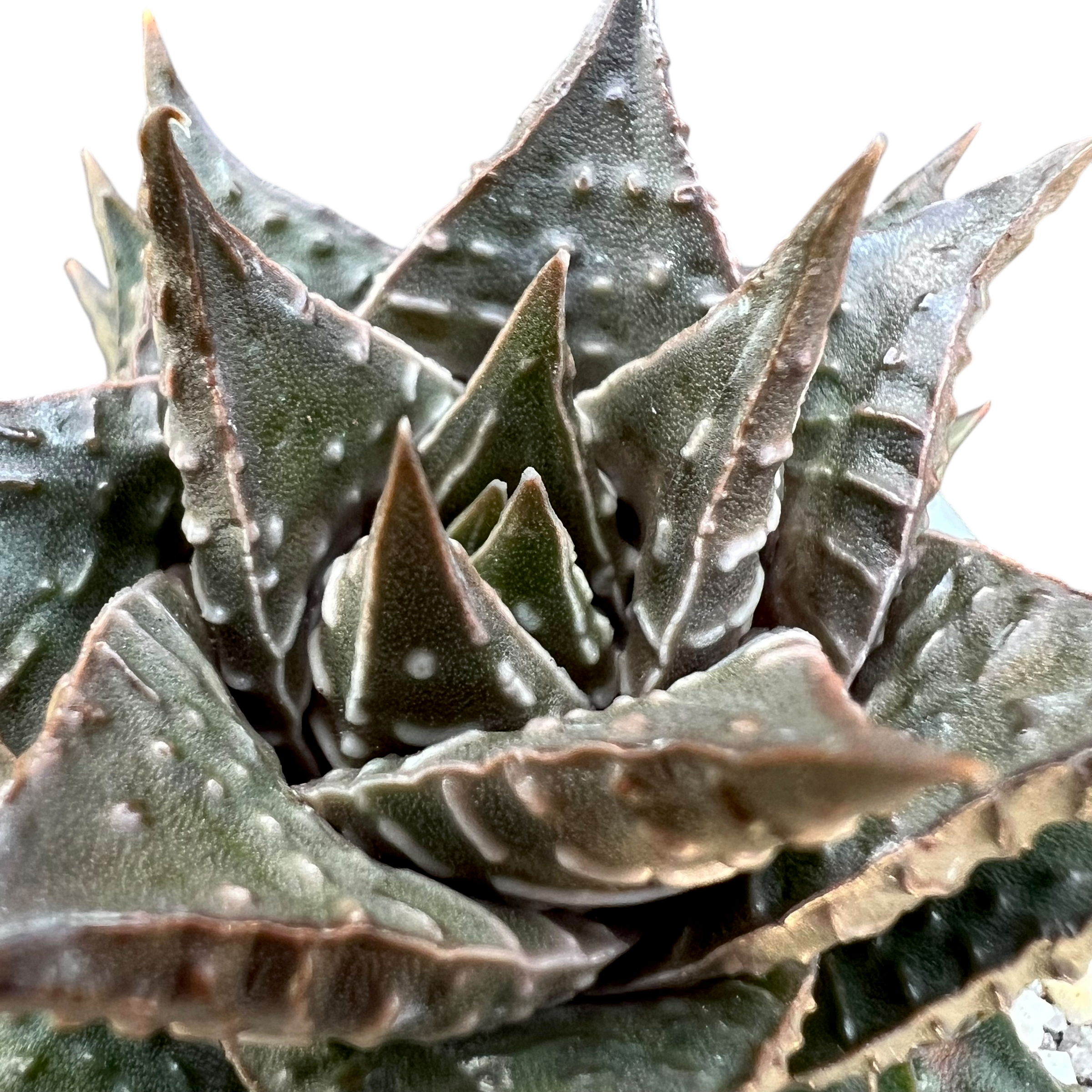 Haworthia limifolia