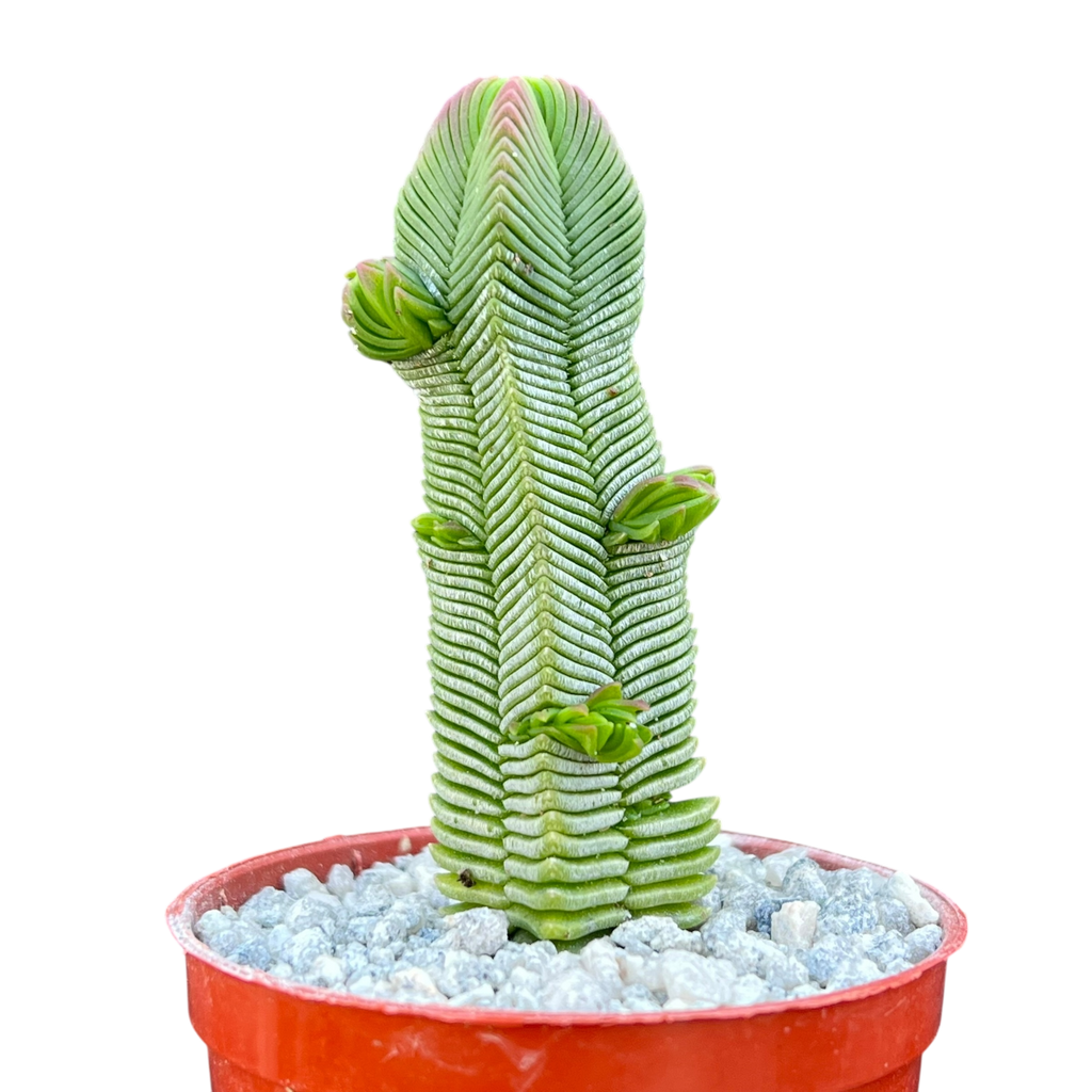 Crassula pyramidalis