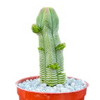 Crassula pyramidalis