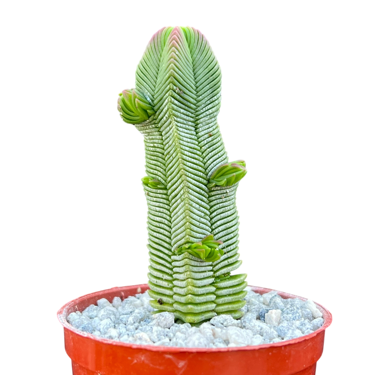 Crassula pyramidalis