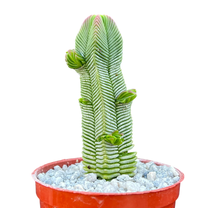 Crassula pyramidalis