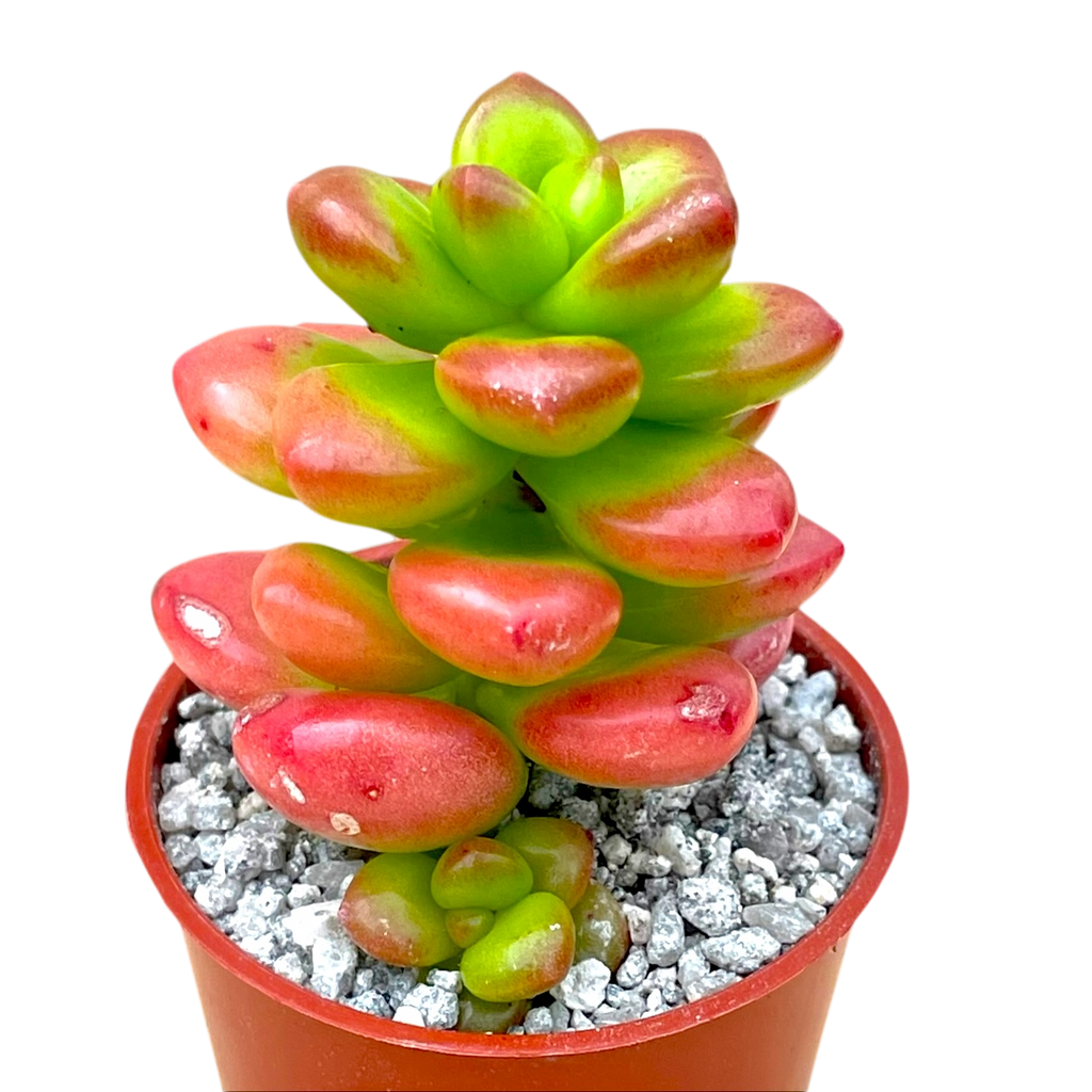 Sedum lucidum 'Obesum'