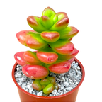 Sedum lucidum 'Obesum'