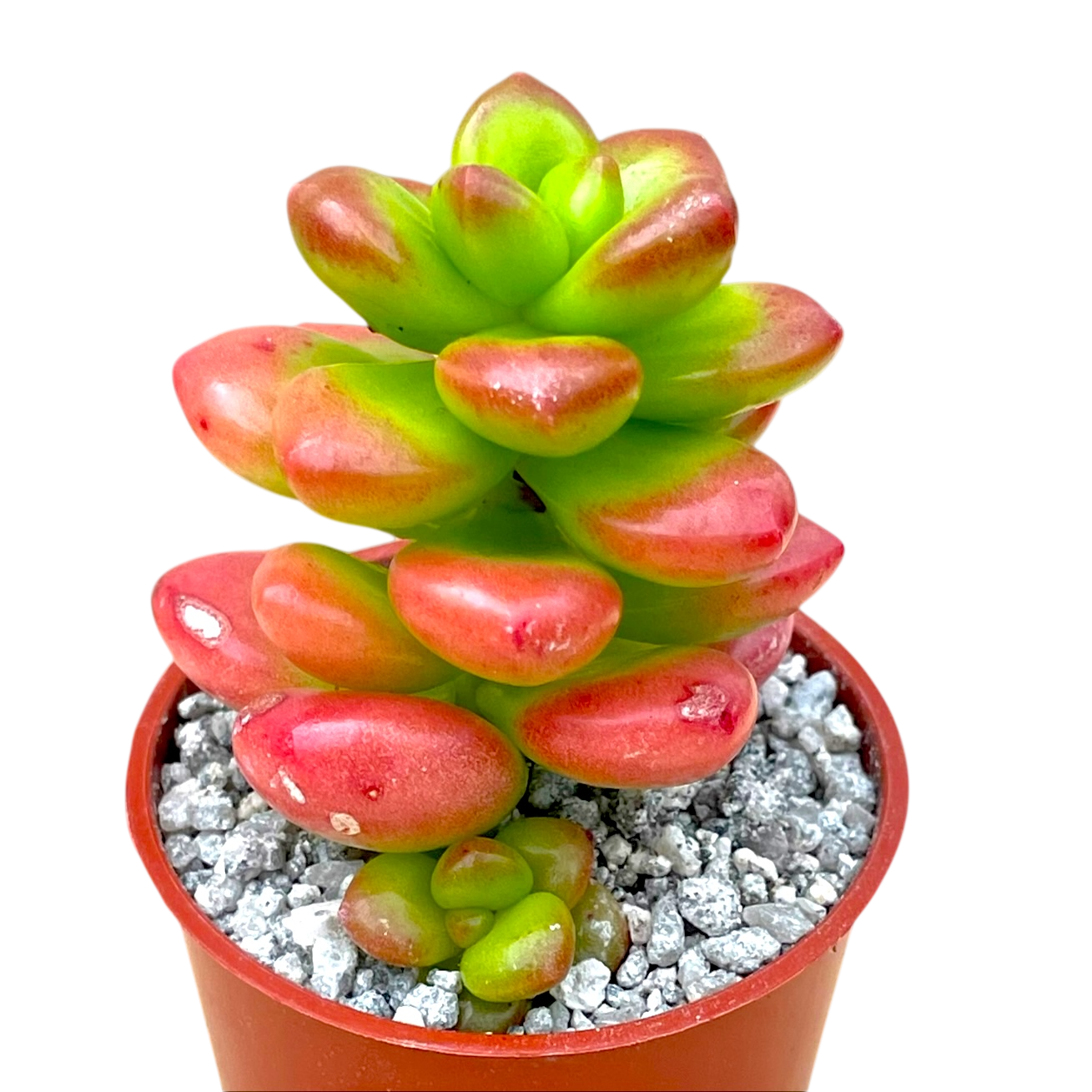 Sedum lucidum 'Obesum'