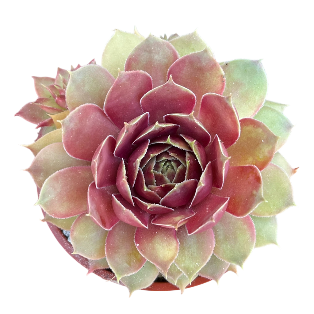 Sempervivum 'Tesoro'