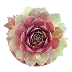 Sempervivum 'Tesoro'