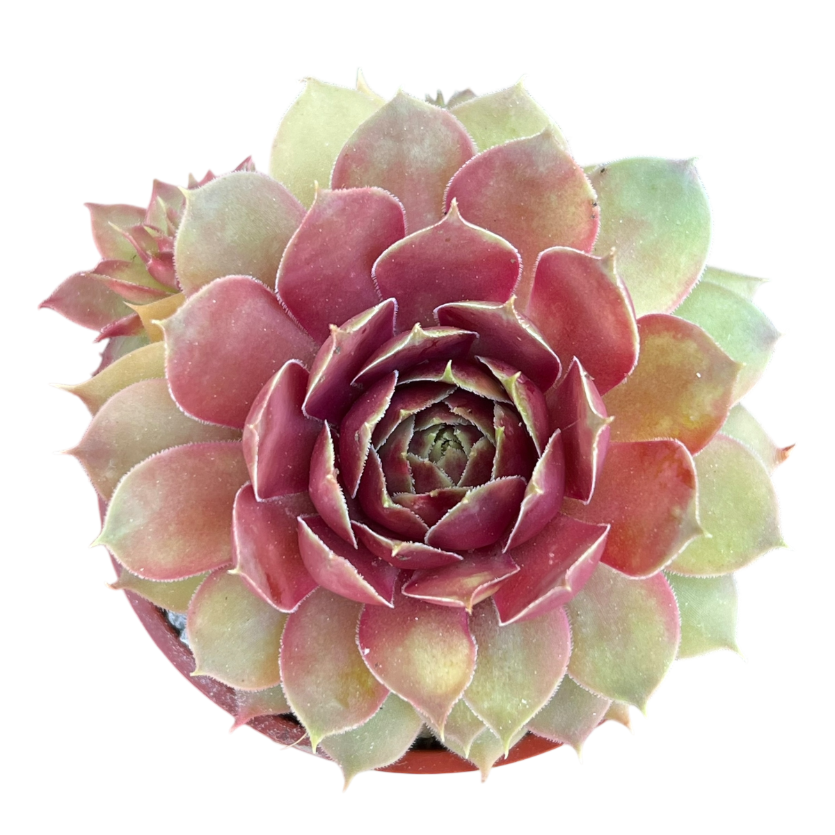 Sempervivum 'Tesoro'