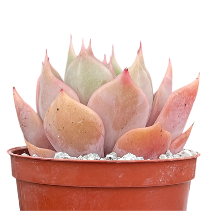 Echeveria 'Latte Rose'