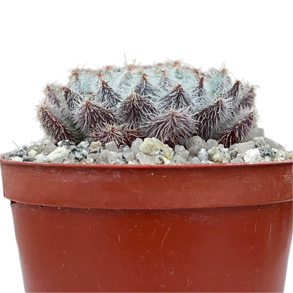 Echeveria 'Tarantula'
