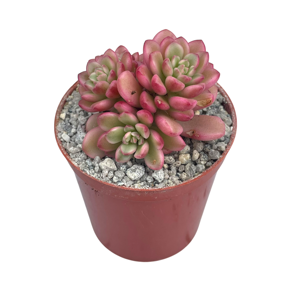 Sedum 'Joyce Tulloch' variegata