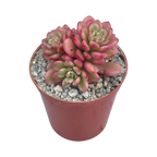 Sedum 'Joyce Tulloch' variegata