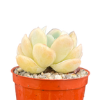 Echeveria potosina