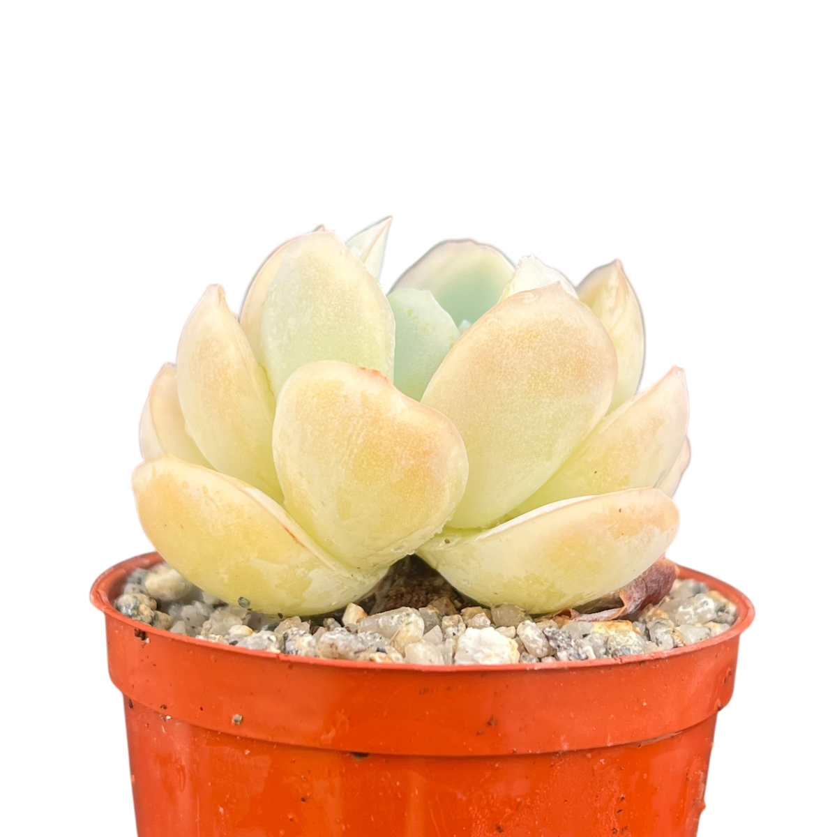 Echeveria potosina