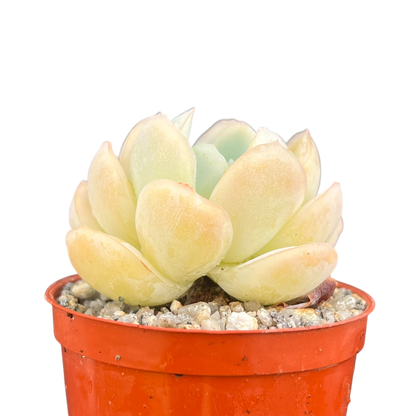 Echeveria potosina