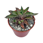Gasteria bicolor var. liliputana