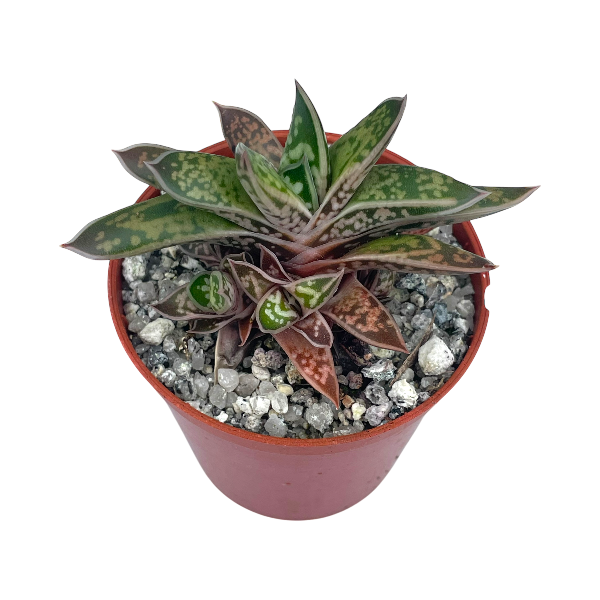 Gasteria bicolor var. liliputana