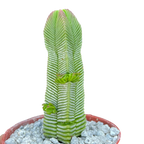 Crassula pyramidalis
