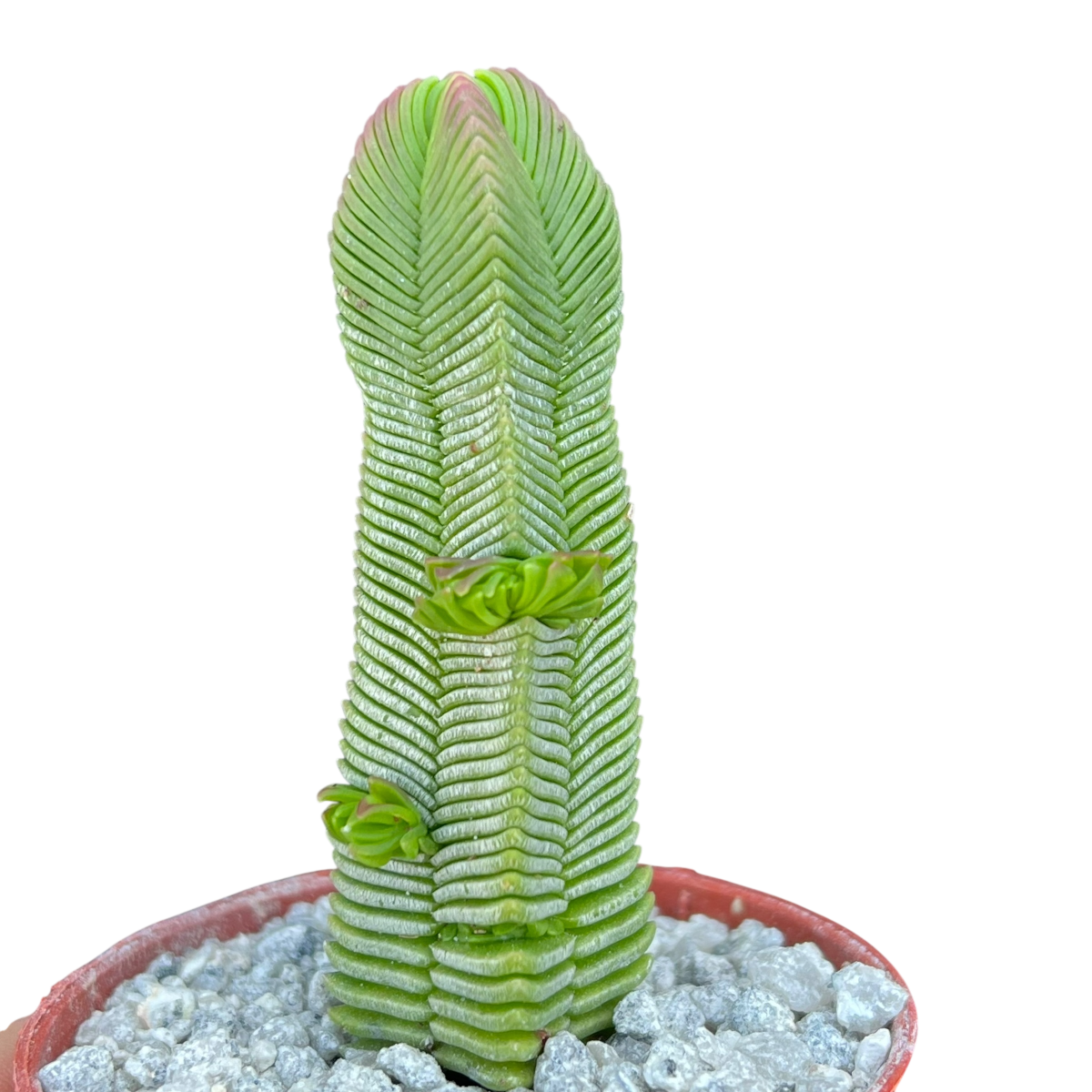 Crassula pyramidalis