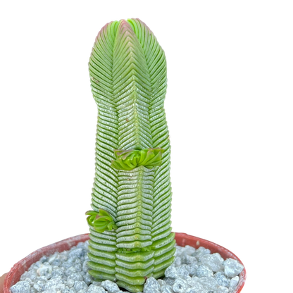 Crassula pyramidalis