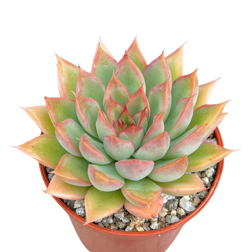 Echeveria 'Sagita'