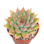Echeveria 'Sagita'