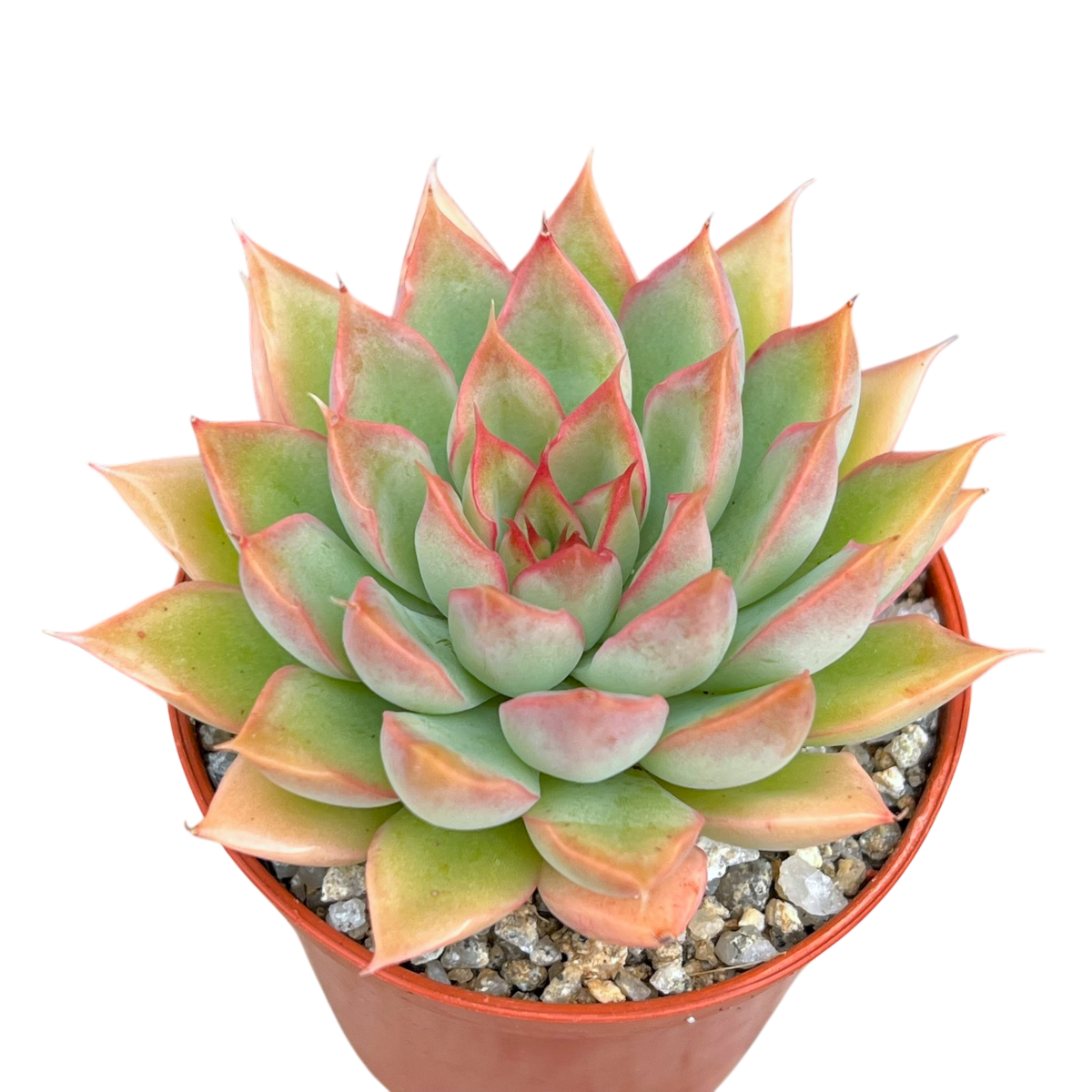 Echeveria 'Sagita'