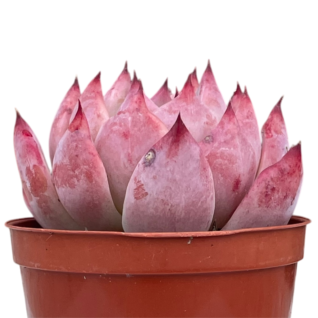 Echeveria lindsayana