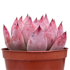 Echeveria lindsayana