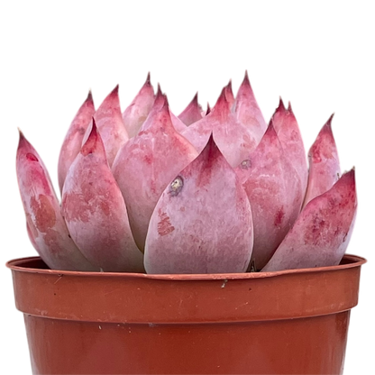 Echeveria lindsayana