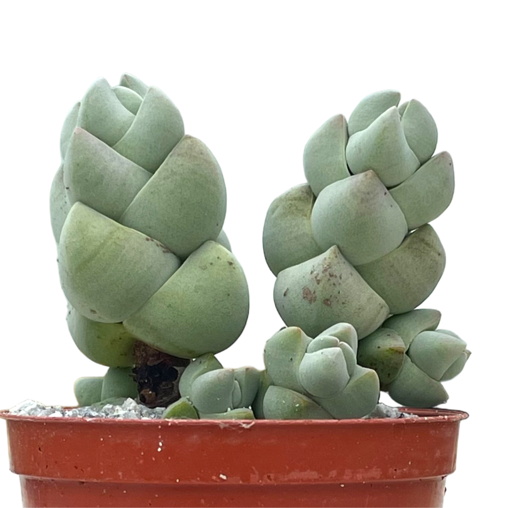 Crassula plegmatoides