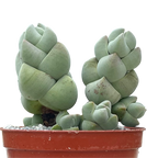 Crassula plegmatoides